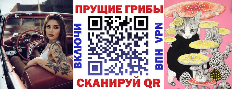закладка  Шахунья  Псилоцибиновые грибы Cubensis 